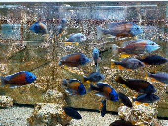 Copadichromis borleyi kadango red fin - 4