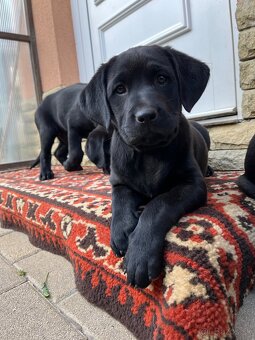 Šteniatko Labrador X Ridžbek - 4