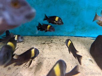Tropheus Duboisi MASWA - 4