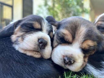 Beagle - 4