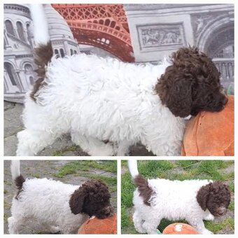 Lagotto romagnolo - pejsek - 4