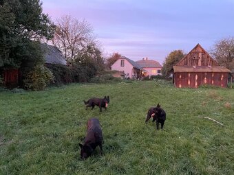 Nemecký ovčiak - 4