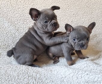 Francúzsky buldoček - 4
