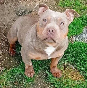 American bully pocket - 4
