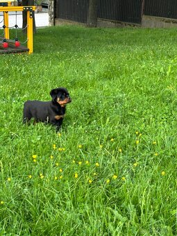 Rottweiler, rtw, rotvajler - 4