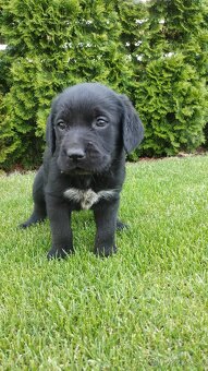 LABRADOR šteniatka - 4