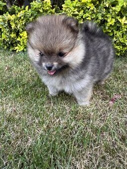 Špic Pomeranian fenka - 4