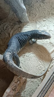 Varan stepny - 4