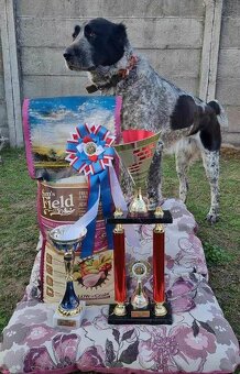 Stredoázijský ovčiak - šteniatka s PP - 4