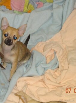 čivava krátkosrstá - 4