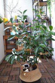 Ficus ginseng 10-15 cm - 4