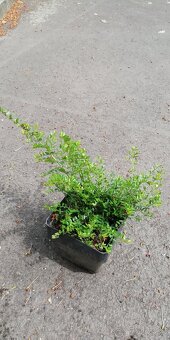 Zemolez/lonicera nitida - 4