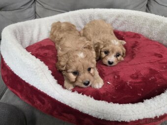 Cavapoo - 4