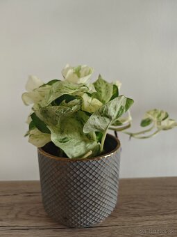 Predám rastlinu Pothos happy leaf - 4