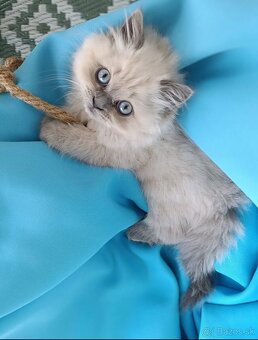 Ragdoll  250€ - 4