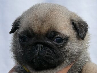 Mops - Štěňátka - 4