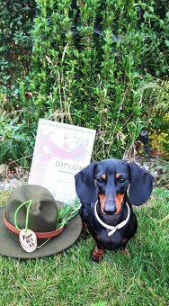 Jazvečík hladkosrstý trp/kr. - 4