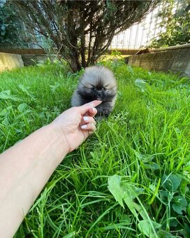Pomeranian mini šable - 4