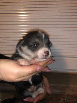 Welsh Corgi pembroke - 4