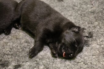 Nemecký ovčiak  s PP - 4