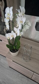 Predám stojan na kapsule dolce gusto - 4