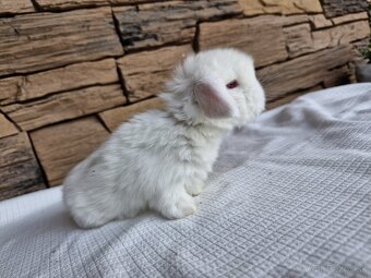 Minilop, zakrslý králik - 4