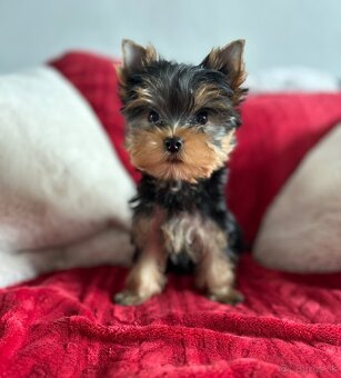 Yorkshirsky terrier, jorkšírsky teriér s PP - 4