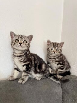Britské mačiatka - Whiskas - 4