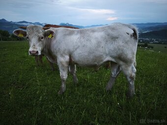 Predam Bykov - Charolais - 4