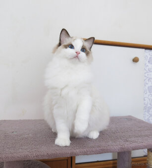 Ragdoll kocourci s průkazem původu k odběru - 4
