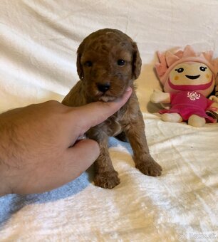 Mini goldendoodle - 4
