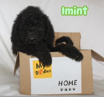 Labradoodle F1B - 4