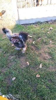 Predam 4-mesacneho kohutika hodvabnicky - 4