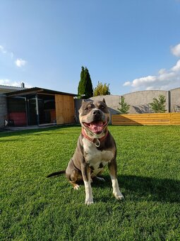 Americký stafordšírsky terier - krytie - 4