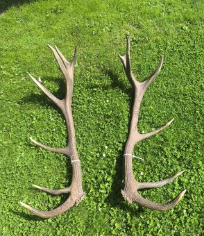 Jelenie zhody , parozie - 4