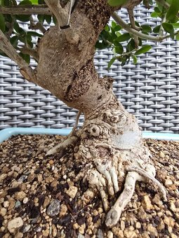Bonsai Olivovnik Europsky - 4