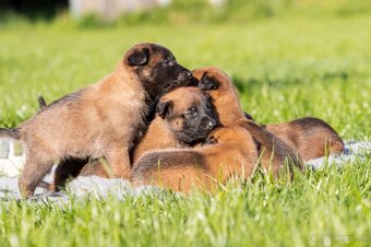 Belgický ovčiak Malinois s PP - 4