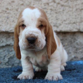 Basset hound - šteniatka s PP po importovaných rodičoch - 4