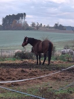 Valach paint , 8 let - 4