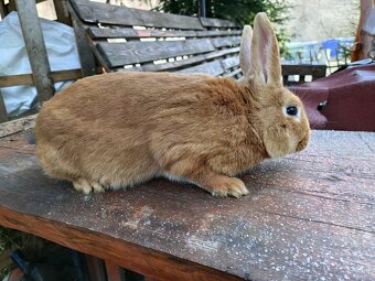 Predám králiky - 4