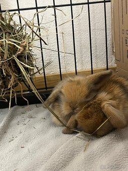 Predám mláďatká králika barančeka - 4