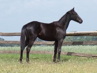 Appaloosa kobylka - 4