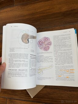 Anatomia Čihak 1,2,3 - 4