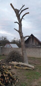 Predám orech a čerešňu - 4