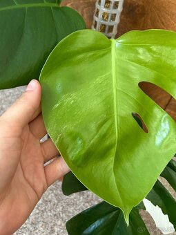 Monstera albo variegata revert - 4