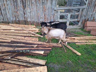 Predám miny capkov - 4