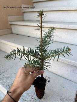 Sadenice drevín - 4