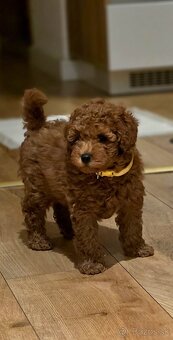 Trpasličí pudel - 4