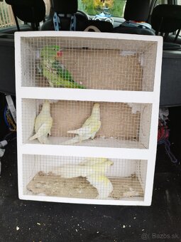 Alexander Veľký a malý - 4