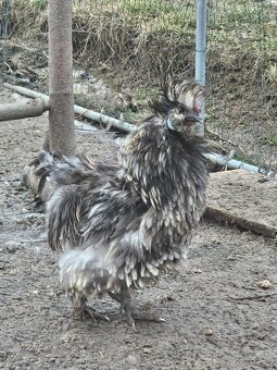 Hodvábničky kohútikovia - 4